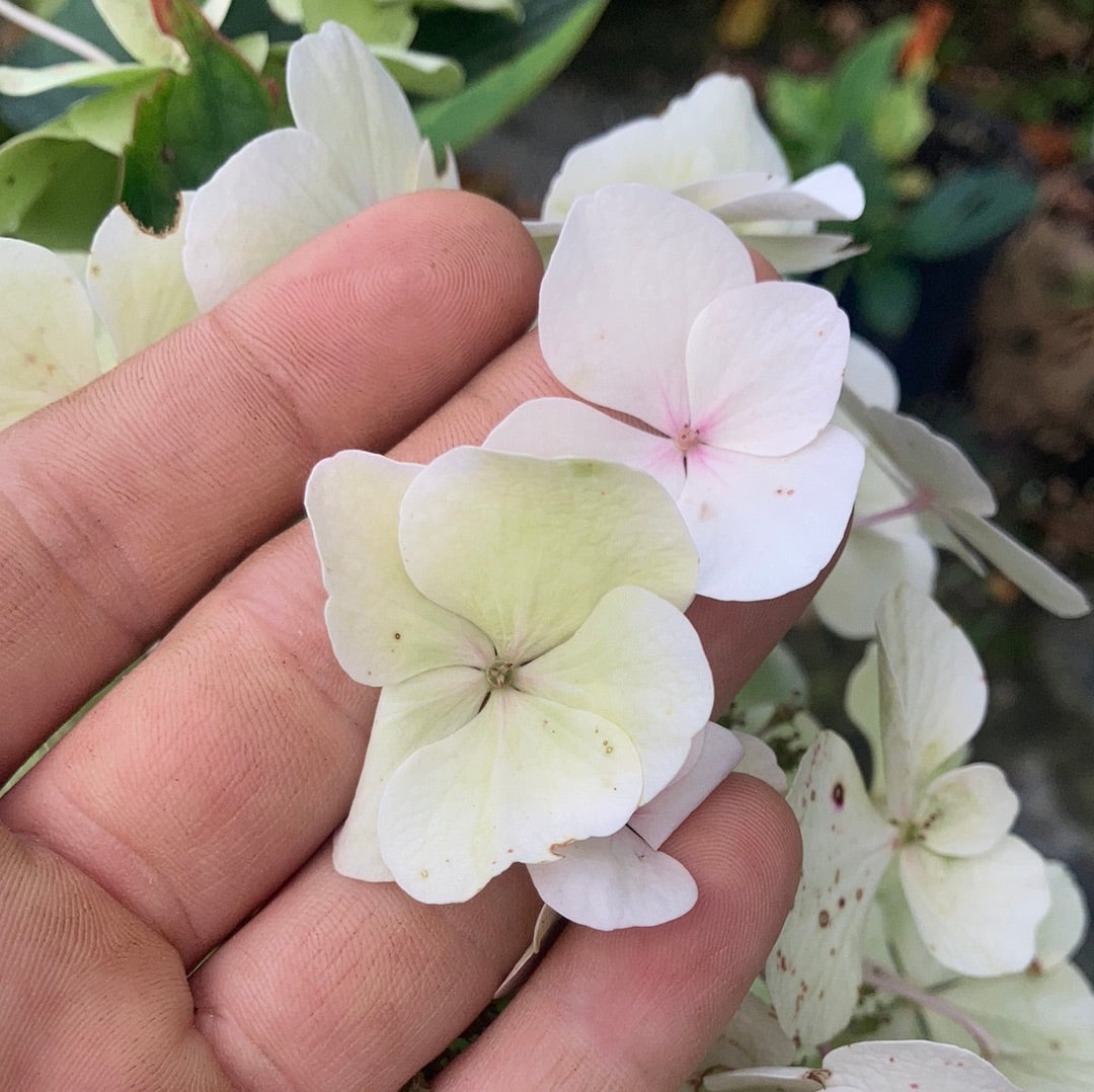 Hydrangea macrophylla 'Madame Emile Mouillère'  - AGM - Champion Plants