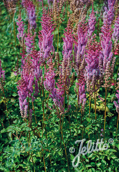 Astilbe chinensis var. taquetii - Champion Plants
