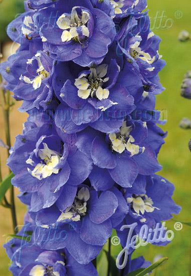 Delphinium Pacific Giants Blue Bird - Champion Plants