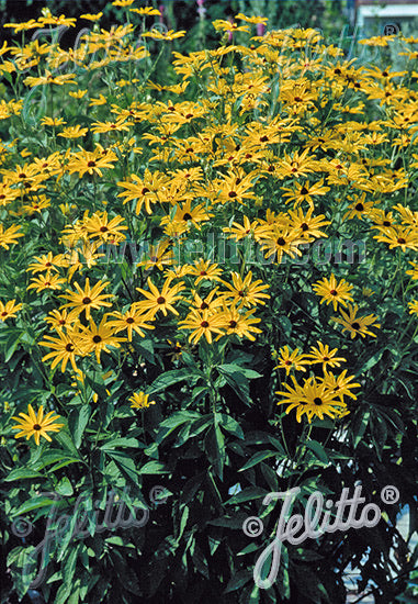 Rudbeckia subtomentosa - Champion Plants