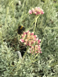 Antennaria rosea - AGM - Champion Plants