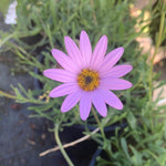 Osteospermum Dwarf Pink - Champion Plants