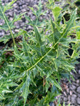 Acanthus spinosus (Bears Breeches) - Champion Plants