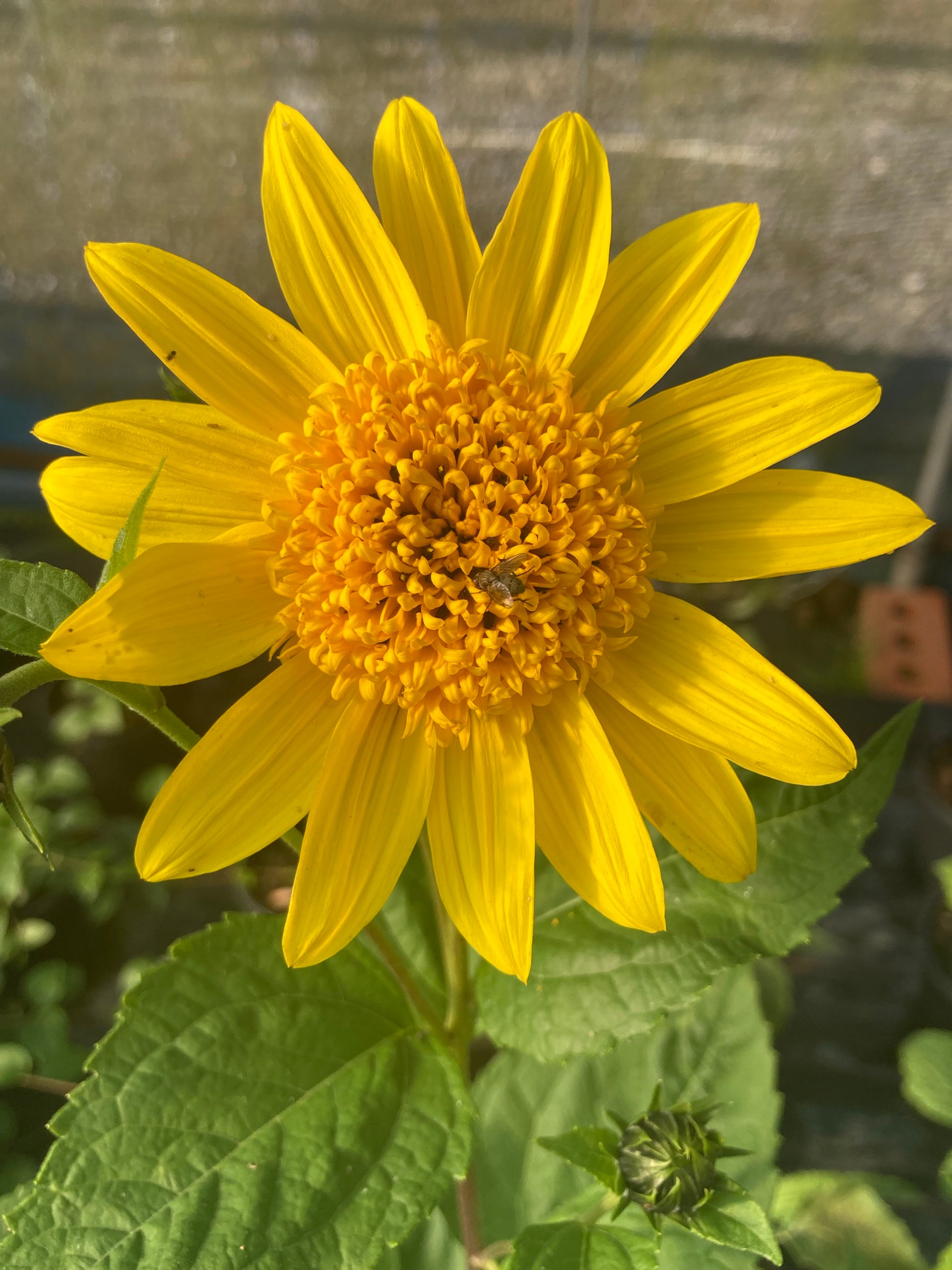 Helianthus Capenoch Star - Champion Plants