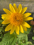 Helianthus Capenoch Star - Champion Plants