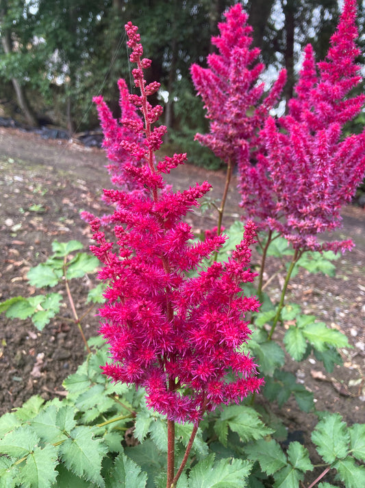 Astilbe Thunder & Lightning - Champion Plants