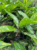 Aucuba Picturata - Champion Plants