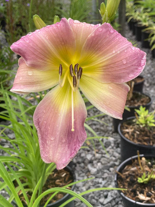 Hemerocallis Catherine Woodbury (Daylily) - Champion Plants