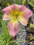 Hemerocallis Catherine Woodbury (Daylily) - Champion Plants