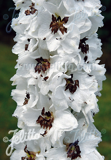 Delphinium Pacific Giants Percival - Champion Plants