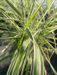 Phalaris arundinacea var. picta 'Feesey Form' - Champion Plants