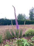 Veronicastrum Fascination - Champion Plants