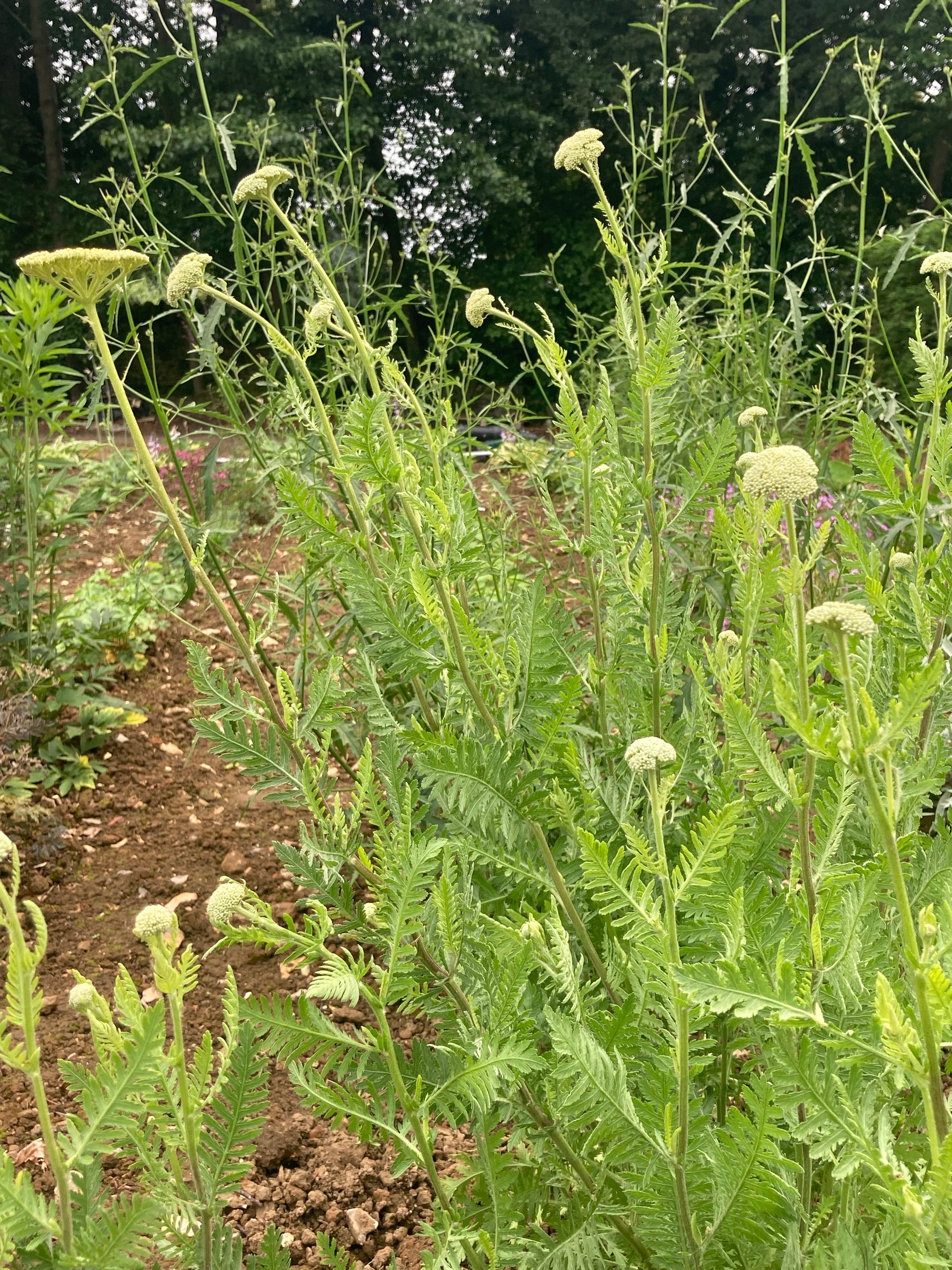 Achillea Cloth of Gold - AGM - Champion Plants