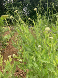 Achillea Cloth of Gold - AGM - Champion Plants