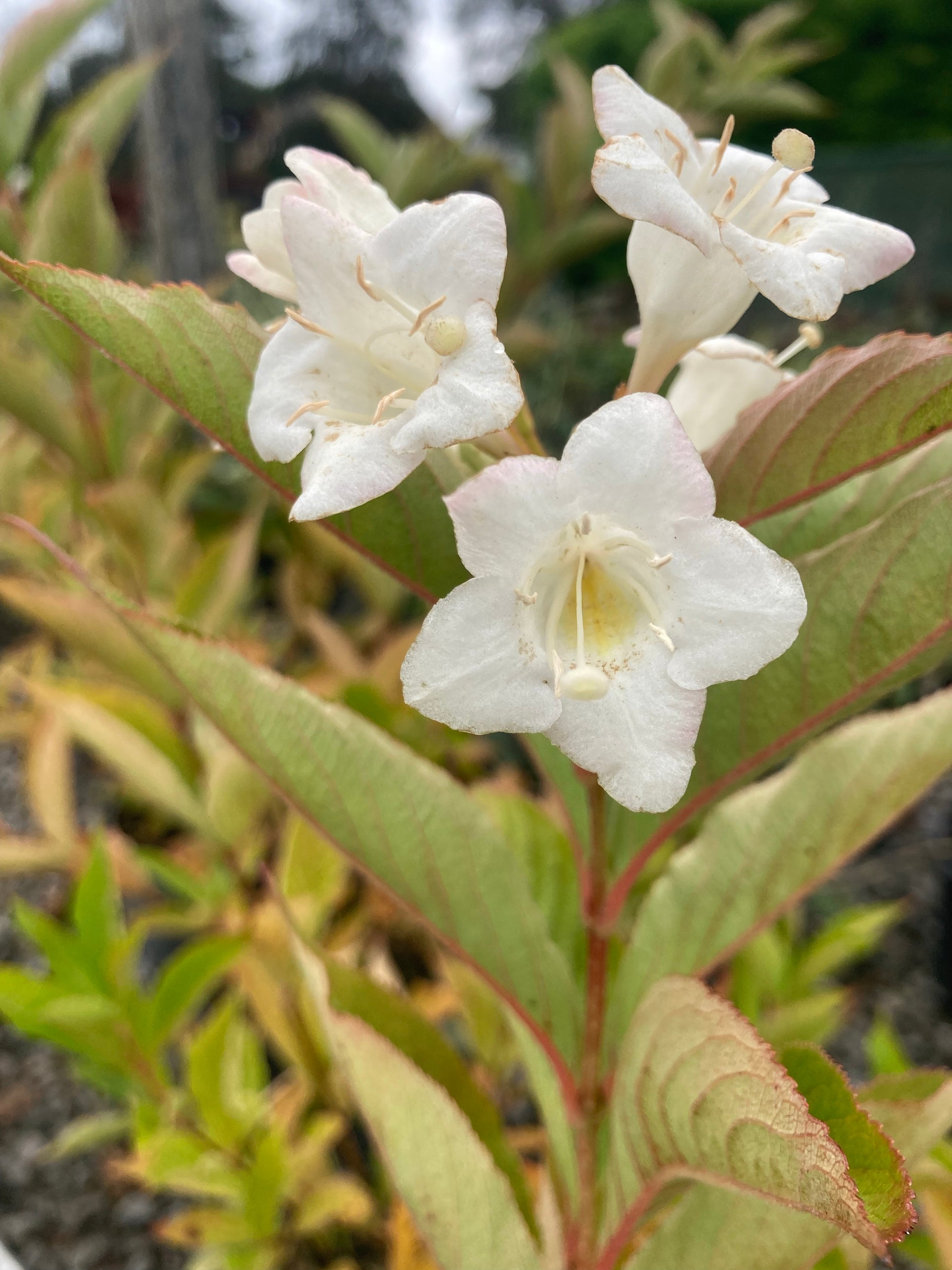 Weigela florida Bristol Snowflake - Champion Plants