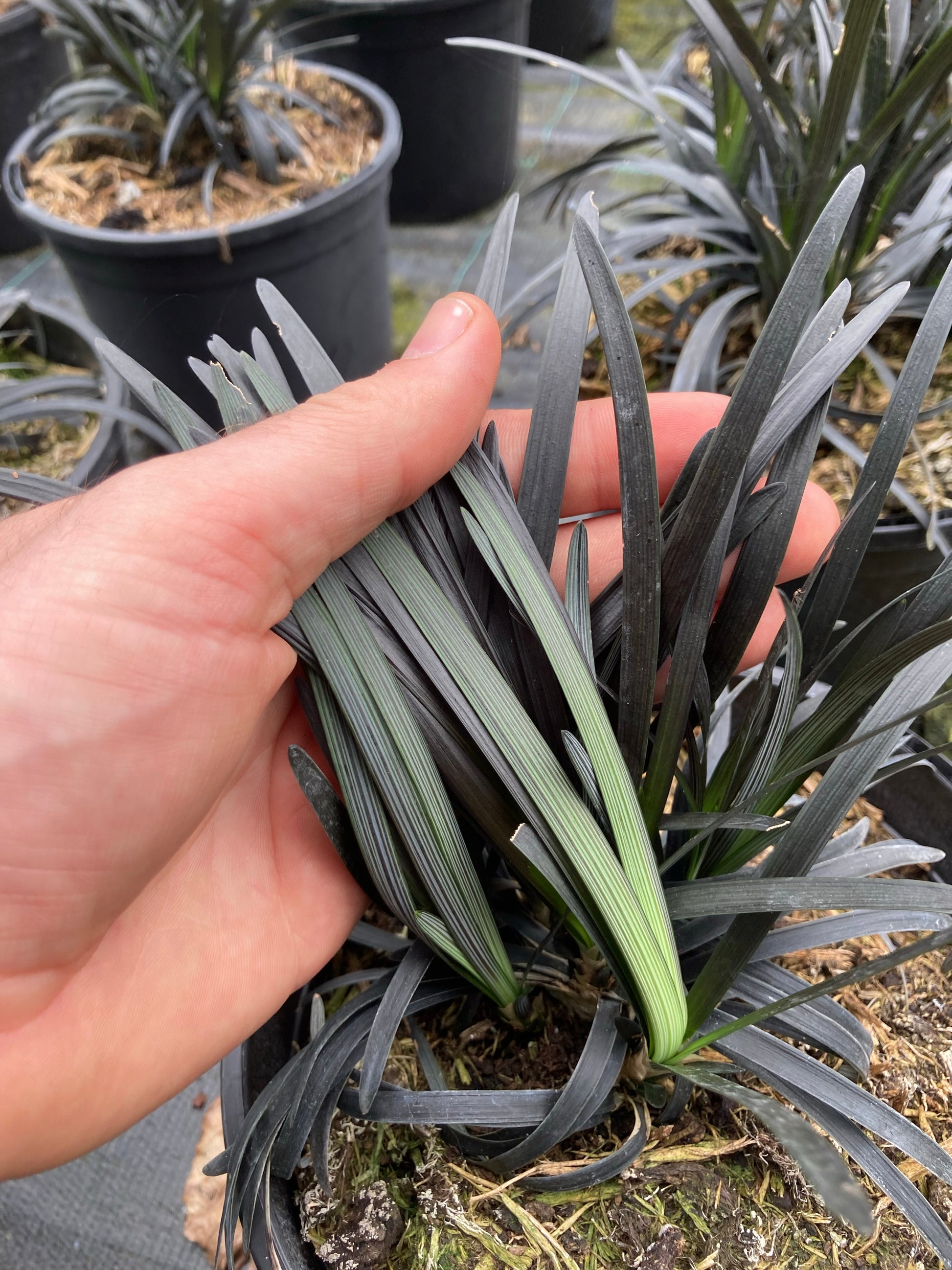 Ophiopogon planiscapus 'Nigrescens' - AGM - Champion Plants