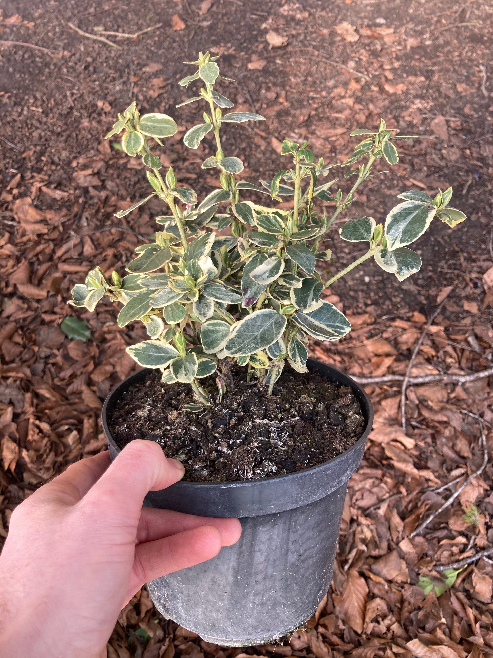 Euonymus fortunei Silver Queen - Champion Plants
