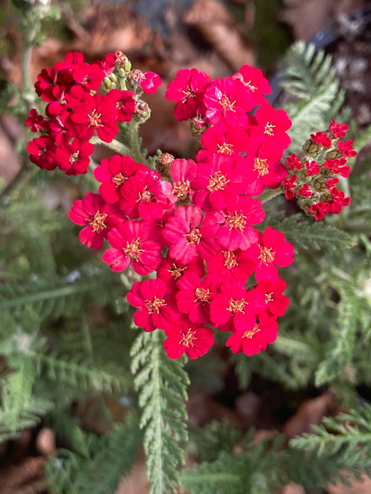 Achillea Paprika - Champion Plants