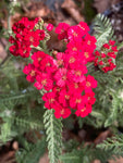 Achillea Paprika - Champion Plants