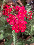 Achillea Paprika - Champion Plants