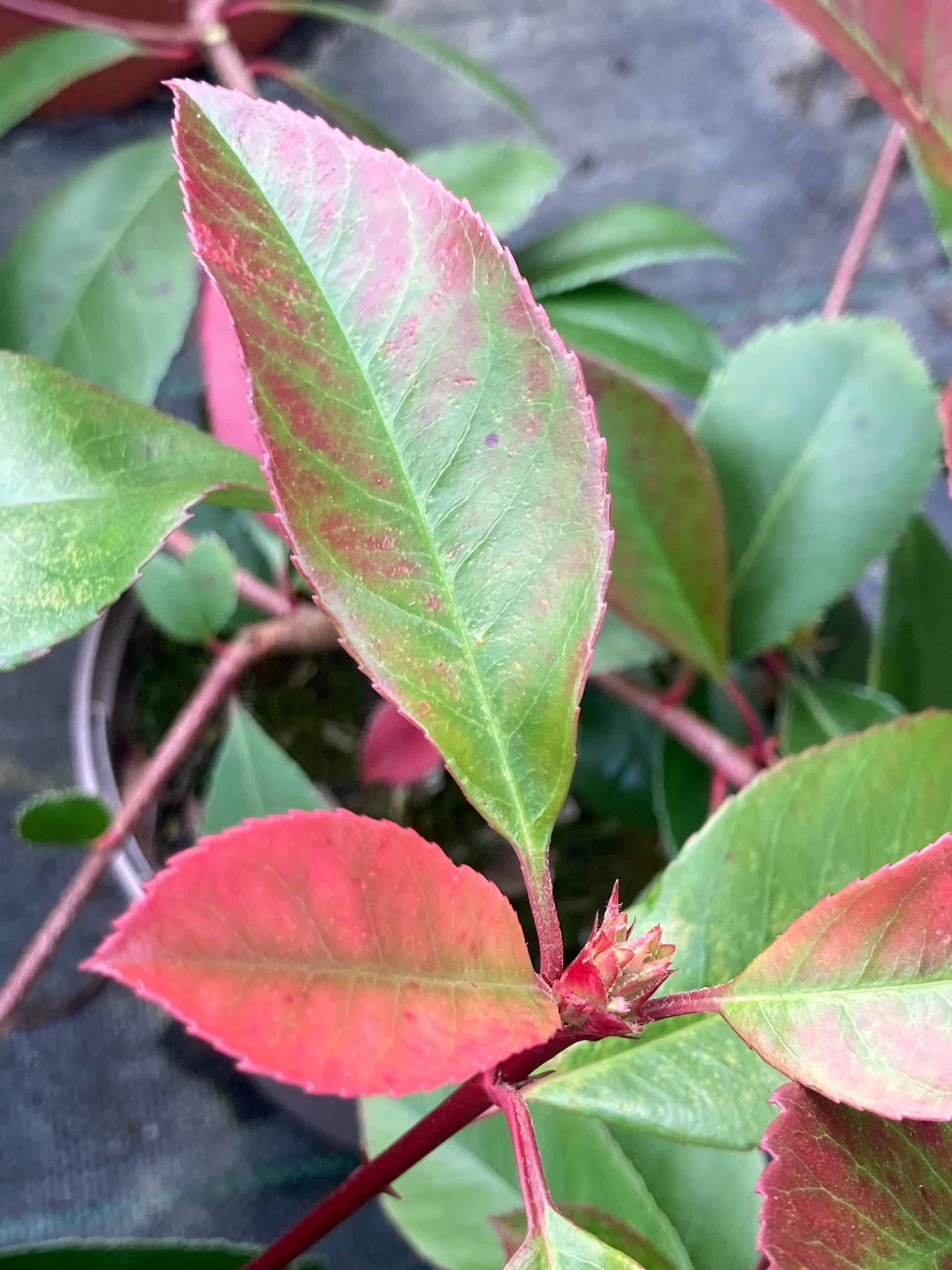 Photinia Red Robin - Champion Plants