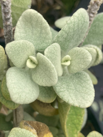 Ballota pseudodictamnus - AGM - Champion Plants