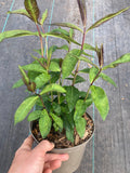 Phlox paniculata Blue Paradise - Champion Plants