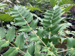 Mahonia media Lionel Fortescue - Champion Plants