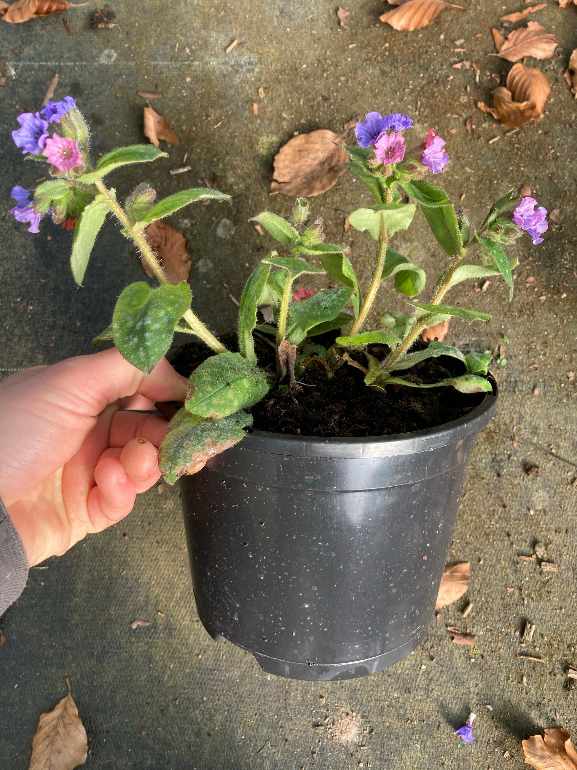 Pulmonaria Dora Bielefeld - Champion Plants