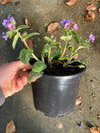 Pulmonaria Dora Bielefeld - Champion Plants