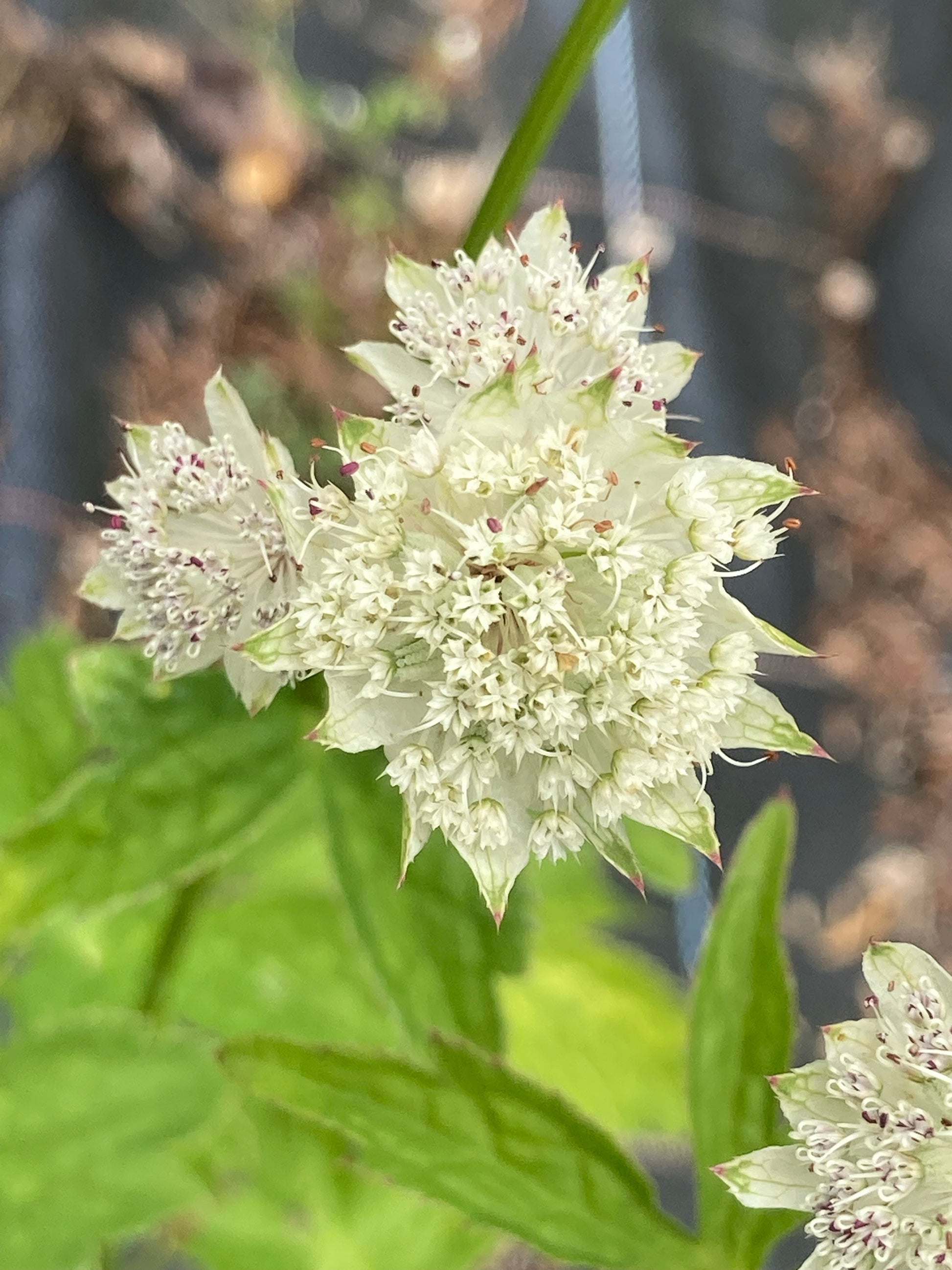 Astrantia Superstar - Champion Plants