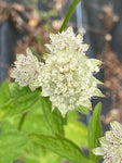 Astrantia Superstar - Champion Plants