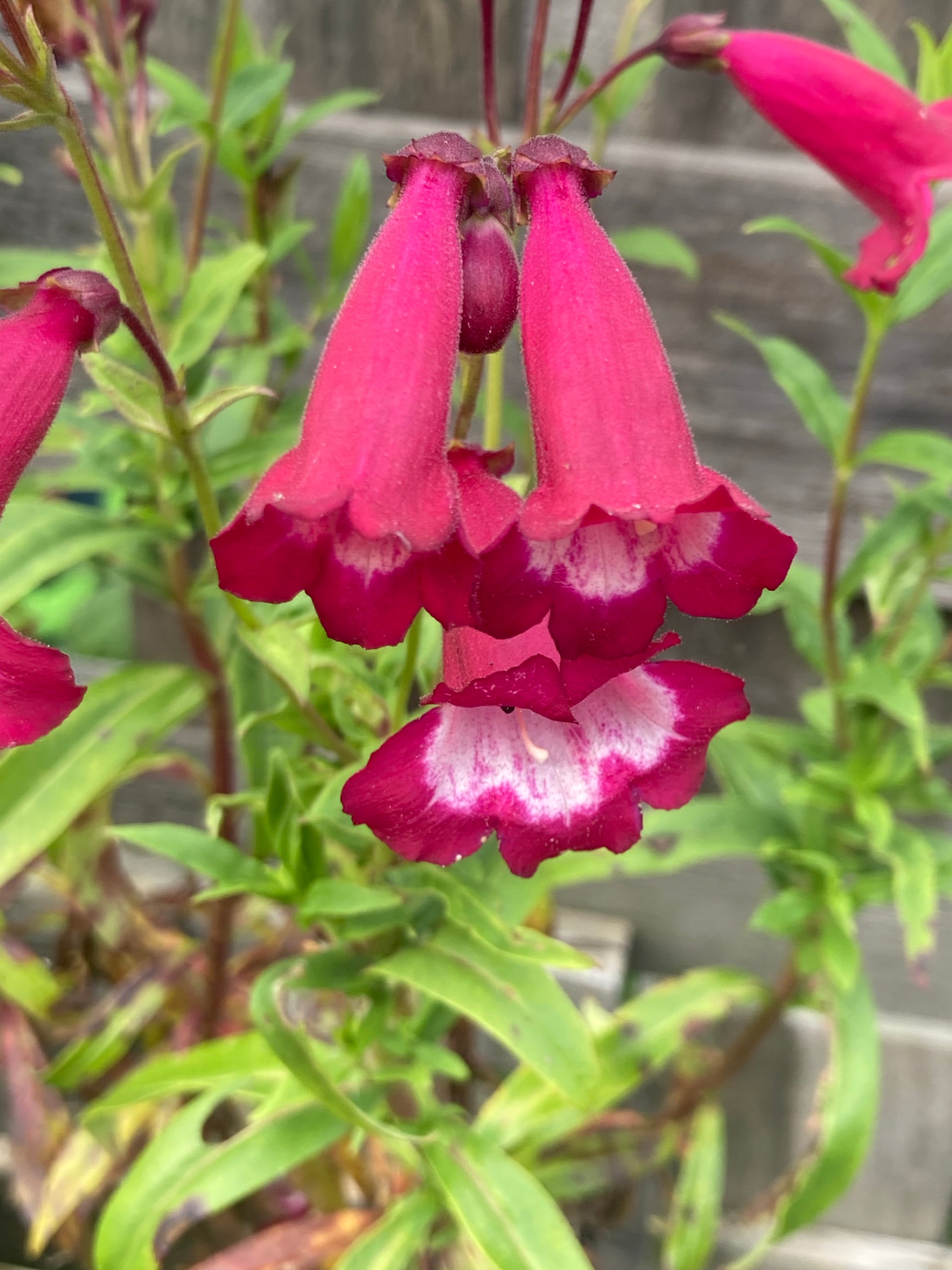 Penstemon Amelia Jane - Champion Plants