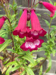 Penstemon Amelia Jane - Champion Plants