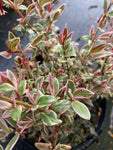 Ugni molinae 'flambeau' - Champion Plants