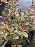 Ugni molinae 'flambeau' - Champion Plants