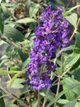 Buddleja (Buddleia) davidii Blue Horizon - Champion Plants