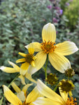 Bidens Hannays Lemon Drop - Champion Plants