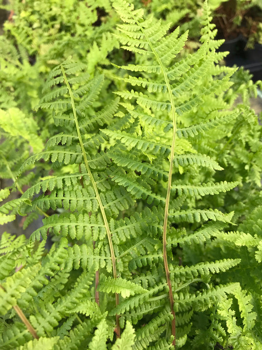 Athyrium filix-femina - Champion Plants