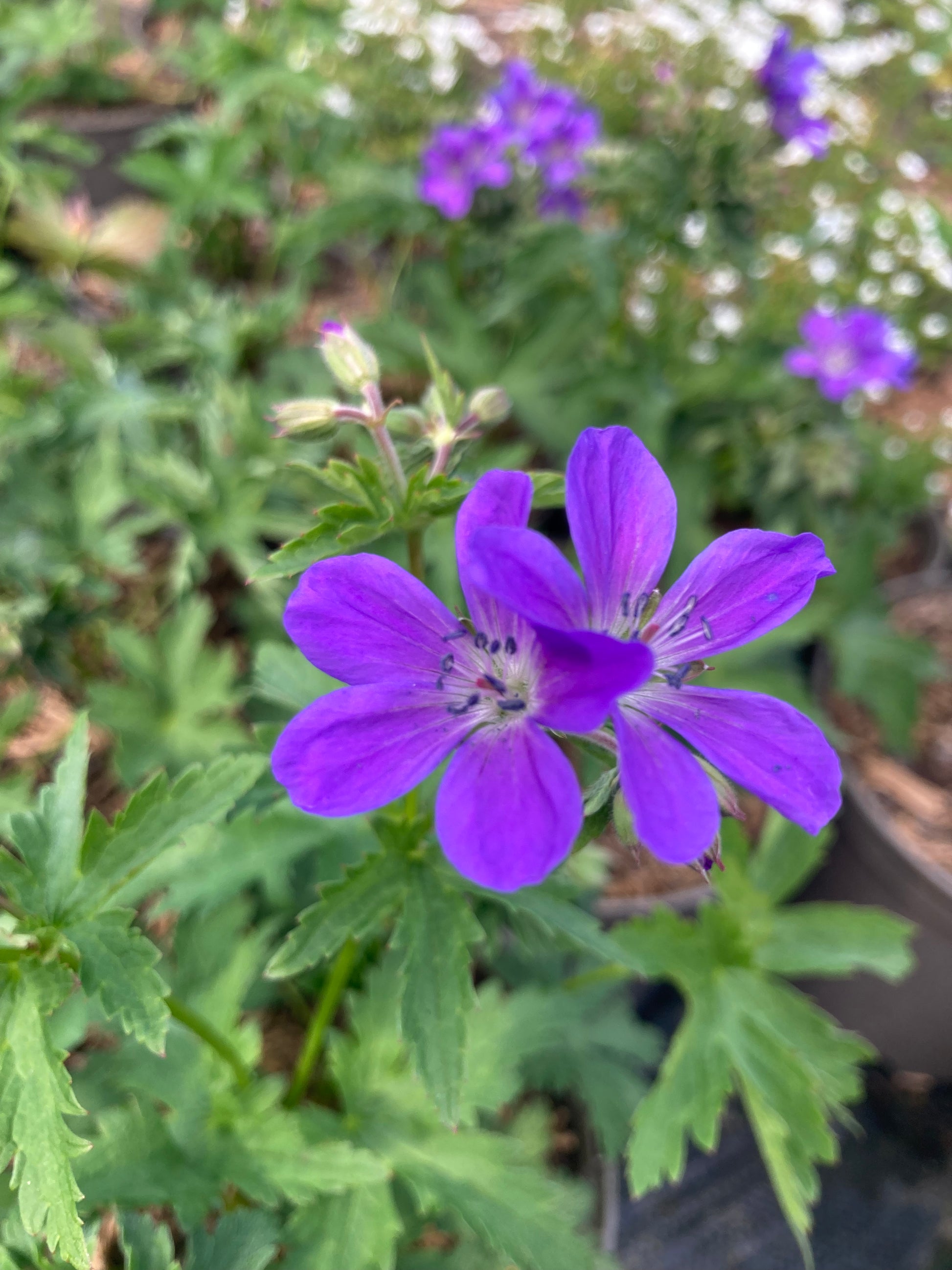Geranium sylvaticum 'Mayflower' - AGM - Champion Plants