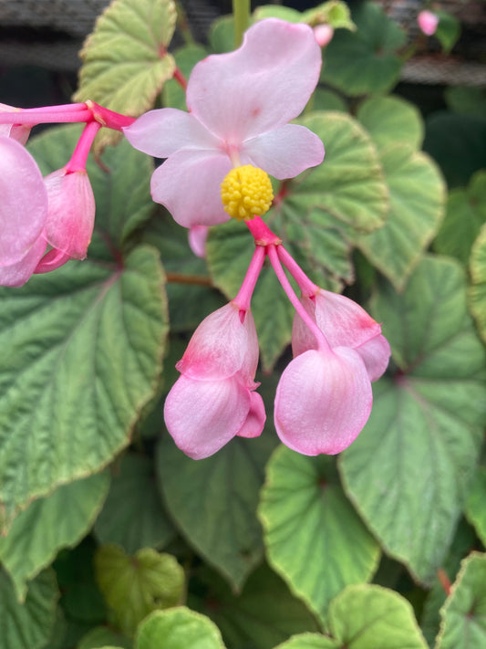 Begonia evansiana - Champion Plants