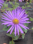 Aster x frikartii Monch - AGM - Champion Plants