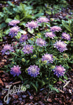 Scabiosa columbaria Pincushion Blue - Champion Plants