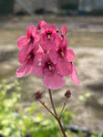 Diascia personata 'Hopley's' - Champion Plants