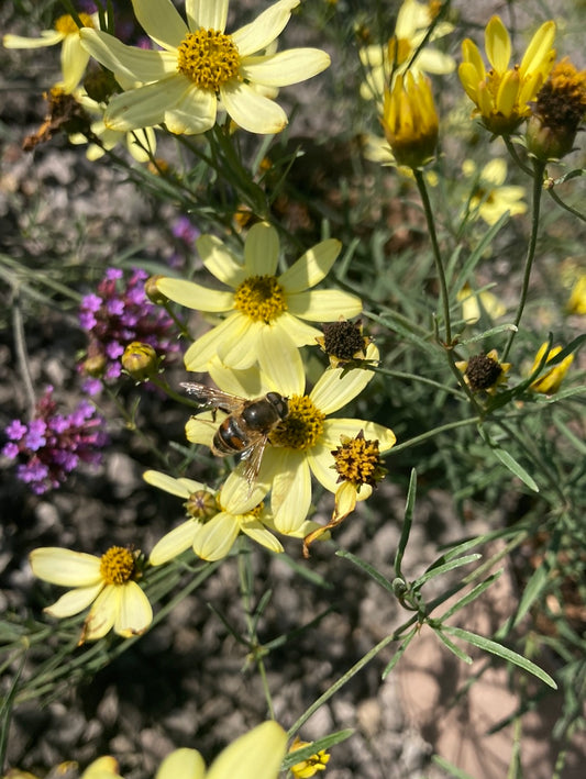 Coreopsis verticillata Moonbeam - Champion Plants