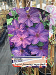 Clematis Elsa Spath - Champion Plants