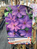 Clematis Elsa Spath - Champion Plants