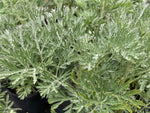 Artemisia Silverado - Champion Plants