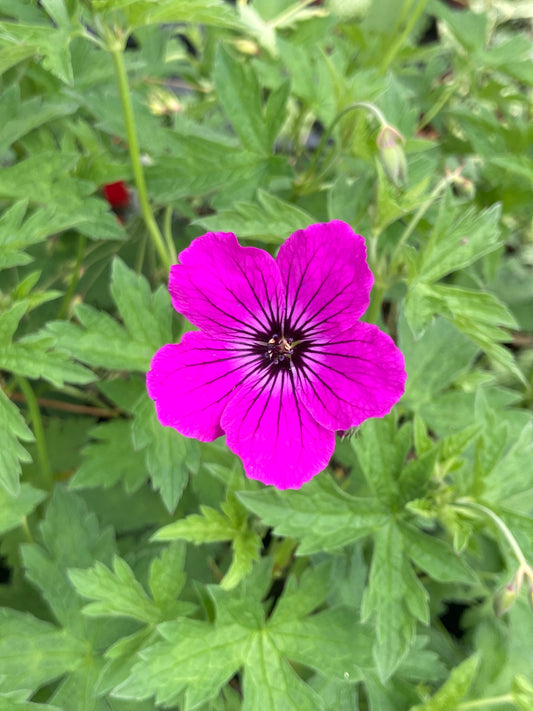 Geranium 'Red Admiral' - Champion Plants