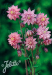 Aquilegia vulgaris var. stellata Rose Barlow - Champion Plants